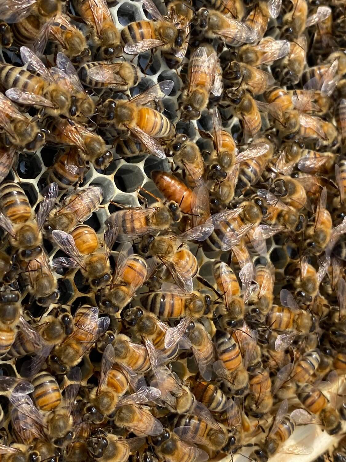 Unveiling Beekeeping: Exploring Nature’s Wonders